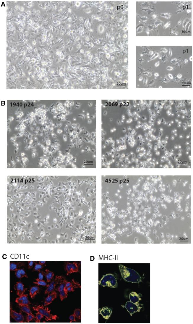 https://cdn.ncbi.nlm.nih.gov/pmc/blobs/c41e/3491238/cb85731c1726/fimmu-03-00331-g002.jpg
