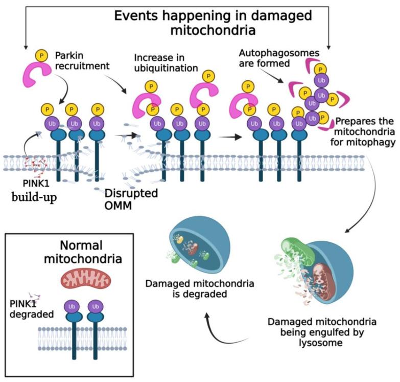 https://cdn.ncbi.nlm.nih.gov/pmc/blobs/c421/9699542/065c032a99c2/pharmaceutics-14-02275-g001.jpg