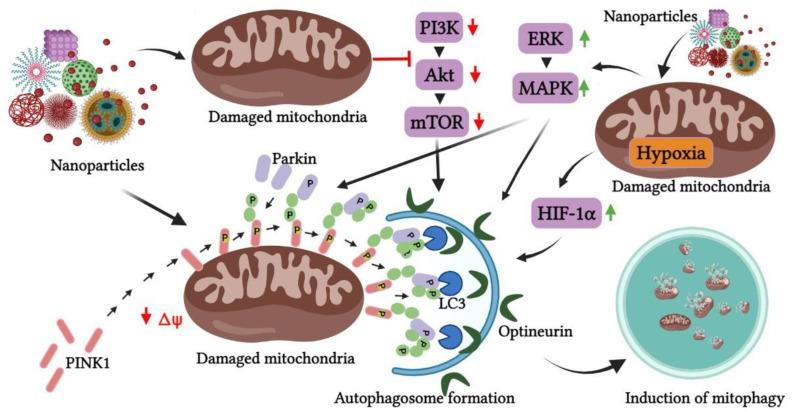 https://cdn.ncbi.nlm.nih.gov/pmc/blobs/c421/9699542/f062624a7c4f/pharmaceutics-14-02275-g004.jpg
