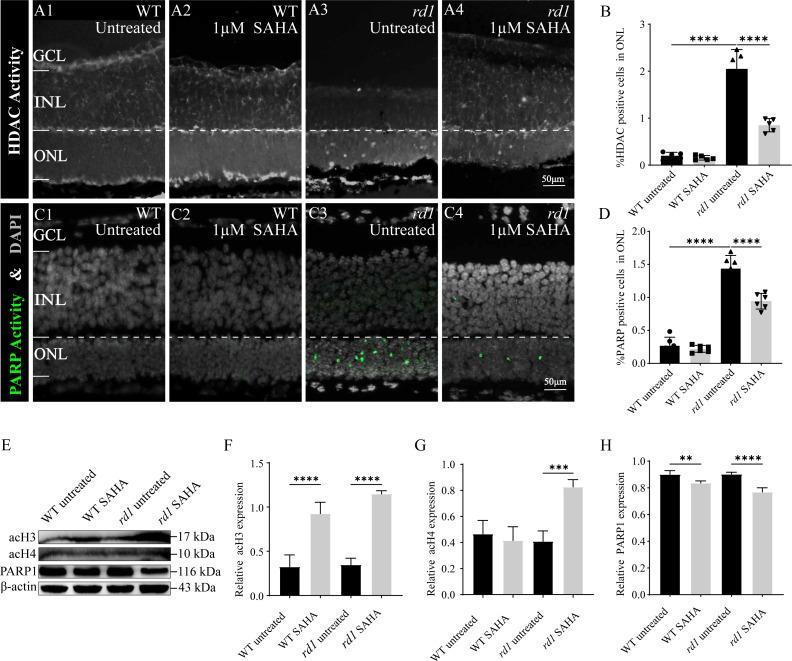https://cdn.ncbi.nlm.nih.gov/pmc/blobs/c424/10349563/96925fb0c1a1/peerj-11-15659-g006.jpg