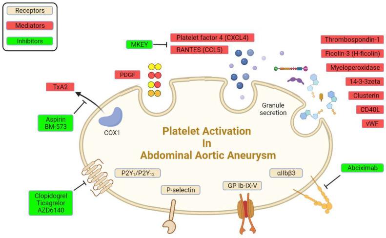 https://cdn.ncbi.nlm.nih.gov/pmc/blobs/c426/8961578/cd33220cdfe7/biomolecules-12-00206-g001.jpg