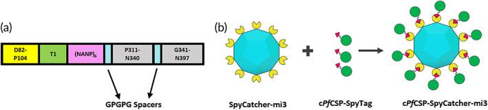 https://cdn.ncbi.nlm.nih.gov/pmc/blobs/c428/10354751/08c8a7de6e21/BTM2-8-e10514-g001.jpg