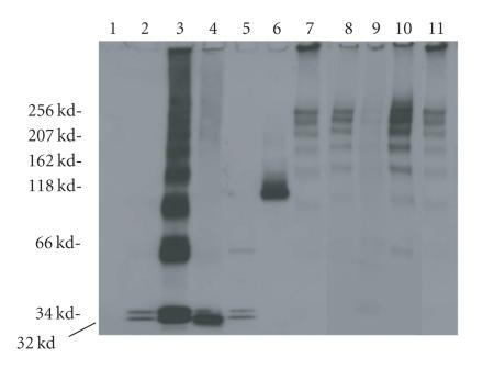 https://cdn.ncbi.nlm.nih.gov/pmc/blobs/c42b/1847480/d85bf35782cf/JBB2007-25935.008.jpg