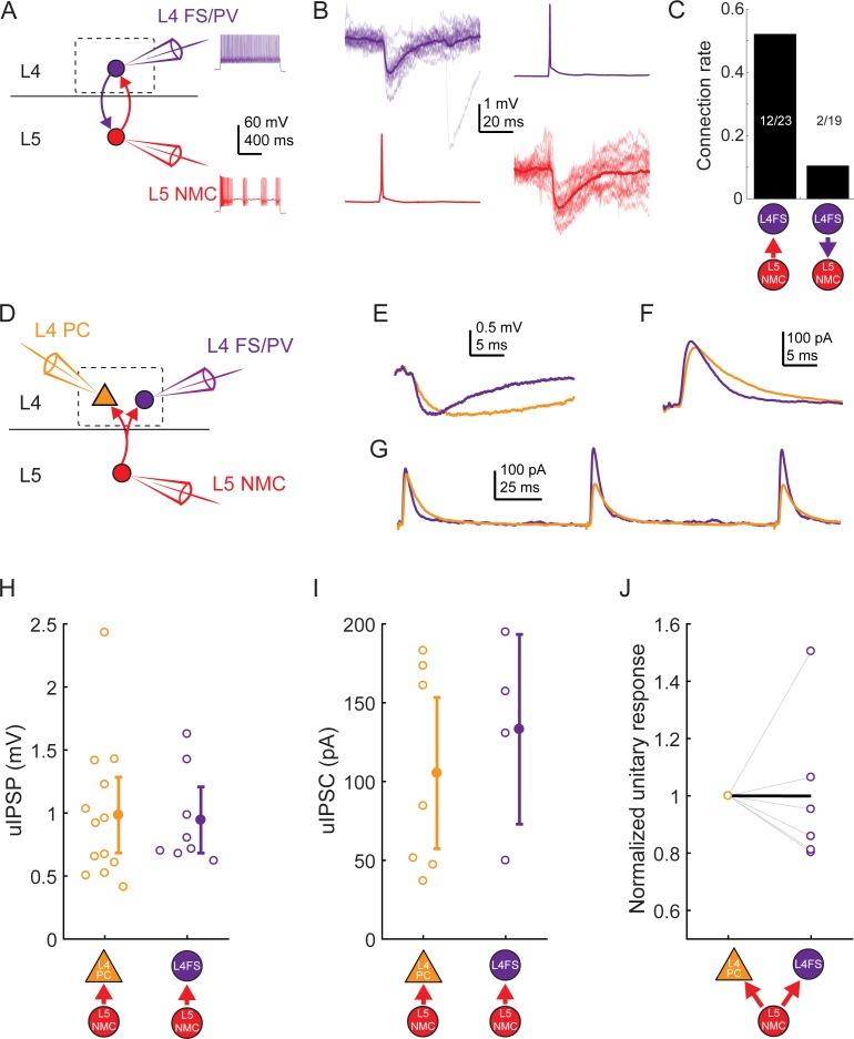 https://cdn.ncbi.nlm.nih.gov/pmc/blobs/c42b/6422636/77d576564330/elife-43696-fig4-figsupp2.jpg