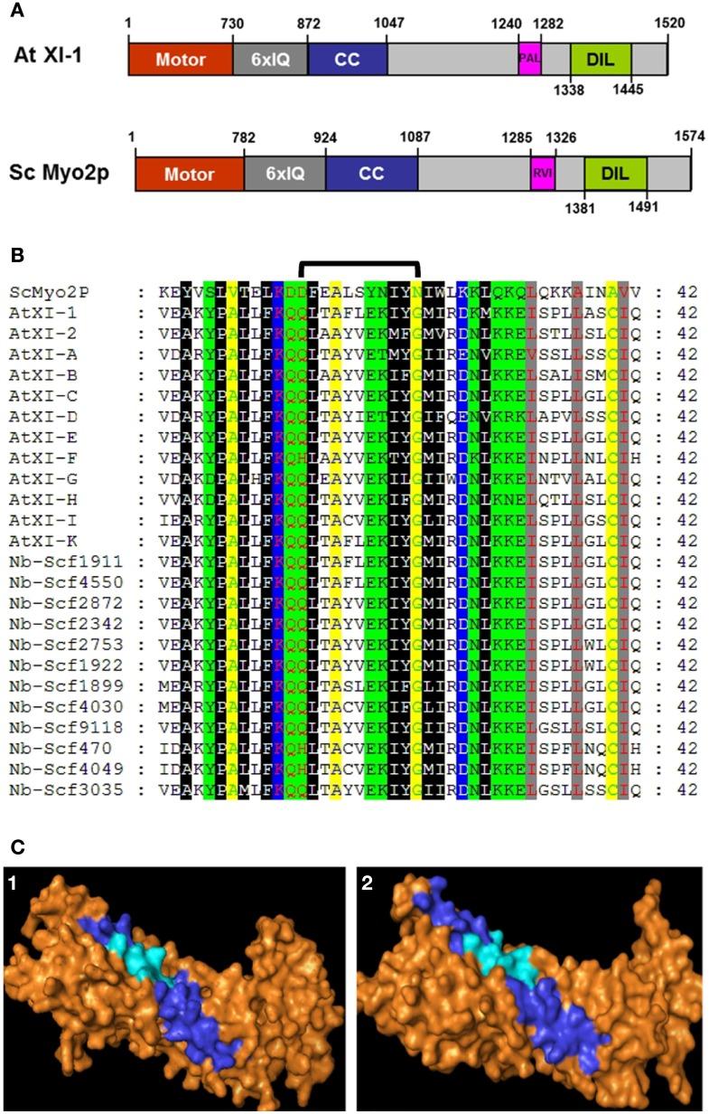 https://cdn.ncbi.nlm.nih.gov/pmc/blobs/c42f/3807578/4f14082026cc/fpls-04-00407-g0001.jpg