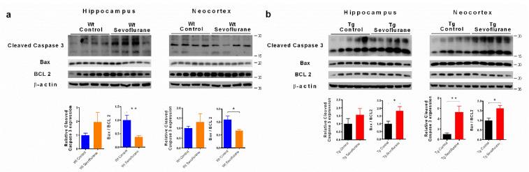 https://cdn.ncbi.nlm.nih.gov/pmc/blobs/c42f/9181124/1a219e54f7aa/ijms-23-06250-g005.jpg