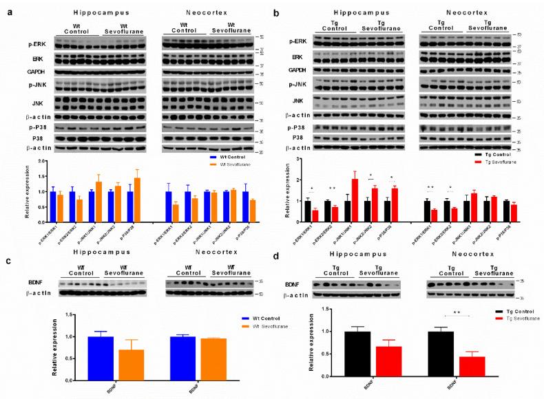 https://cdn.ncbi.nlm.nih.gov/pmc/blobs/c42f/9181124/b50cee0a8828/ijms-23-06250-g004.jpg