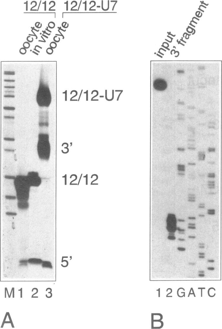 https://cdn.ncbi.nlm.nih.gov/pmc/blobs/c433/307172/c9258909b182/nar00016-0084-a.jpg