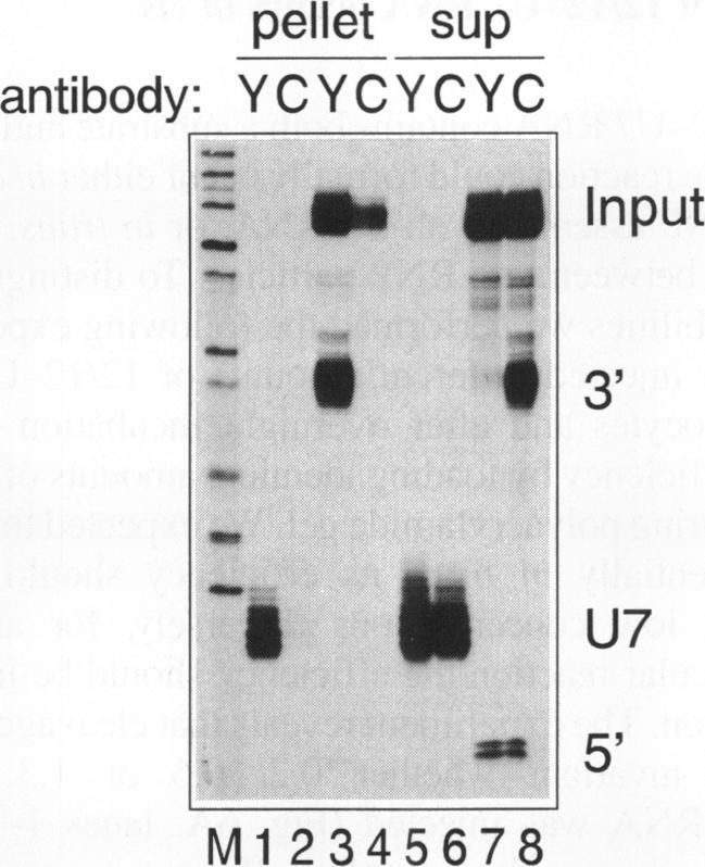 https://cdn.ncbi.nlm.nih.gov/pmc/blobs/c433/307172/dcb3f12a9a3b/nar00016-0085-b.jpg