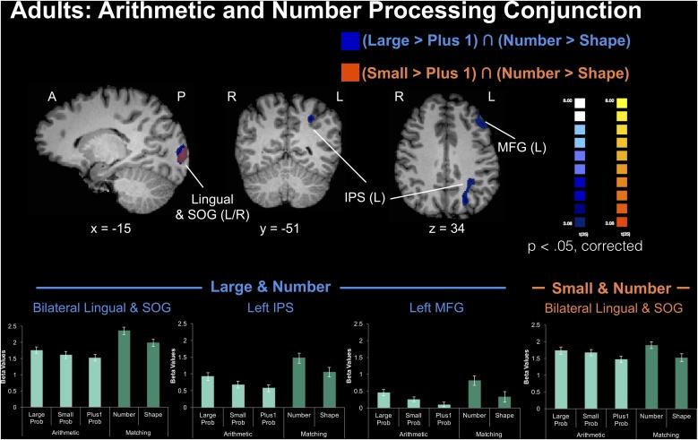 https://cdn.ncbi.nlm.nih.gov/pmc/blobs/c436/6969316/ef0a00fb0f02/gr4.jpg