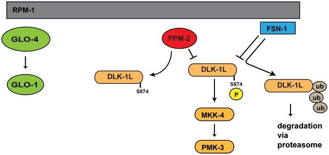 https://cdn.ncbi.nlm.nih.gov/pmc/blobs/c437/4014440/ee375e39953e/pgen.1004297.g009.jpg
