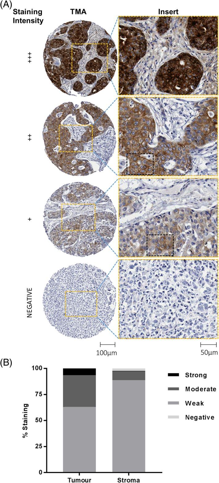 https://cdn.ncbi.nlm.nih.gov/pmc/blobs/c439/6174618/349f6c6332b3/CJP2-4-241-g001.jpg