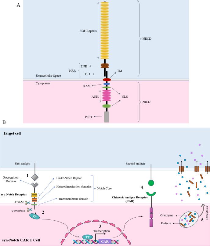 https://cdn.ncbi.nlm.nih.gov/pmc/blobs/c43a/12040928/cf10d4269cf8/fimmu-16-1545270-g002.jpg