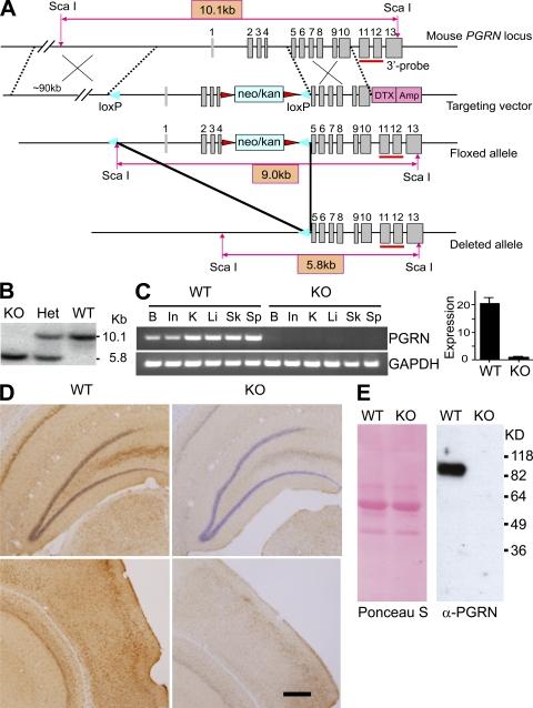 https://cdn.ncbi.nlm.nih.gov/pmc/blobs/c43a/2812536/065d091d03e0/JEM_20091568_RGB_Fig1.jpg