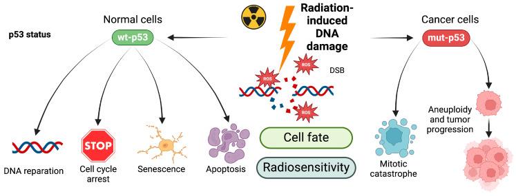 https://cdn.ncbi.nlm.nih.gov/pmc/blobs/c43b/11503407/1b3a71fc4eb5/neurosci-05-00034-g001.jpg