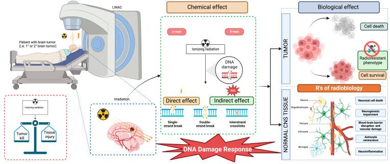 https://cdn.ncbi.nlm.nih.gov/pmc/blobs/c43b/11503407/f5e6c0fd5886/neurosci-05-00034-g002.jpg
