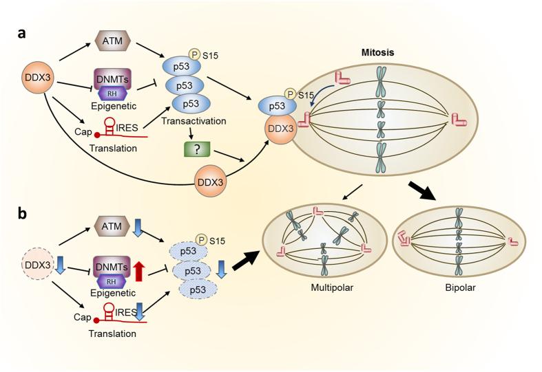 https://cdn.ncbi.nlm.nih.gov/pmc/blobs/c43c/5573351/acbf5c1c1677/41598_2017_9779_Fig11_HTML.jpg