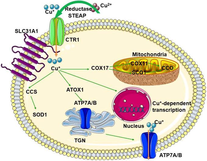 https://cdn.ncbi.nlm.nih.gov/pmc/blobs/c43e/11176810/161cebee9974/fphys-15-1243629-g001.jpg