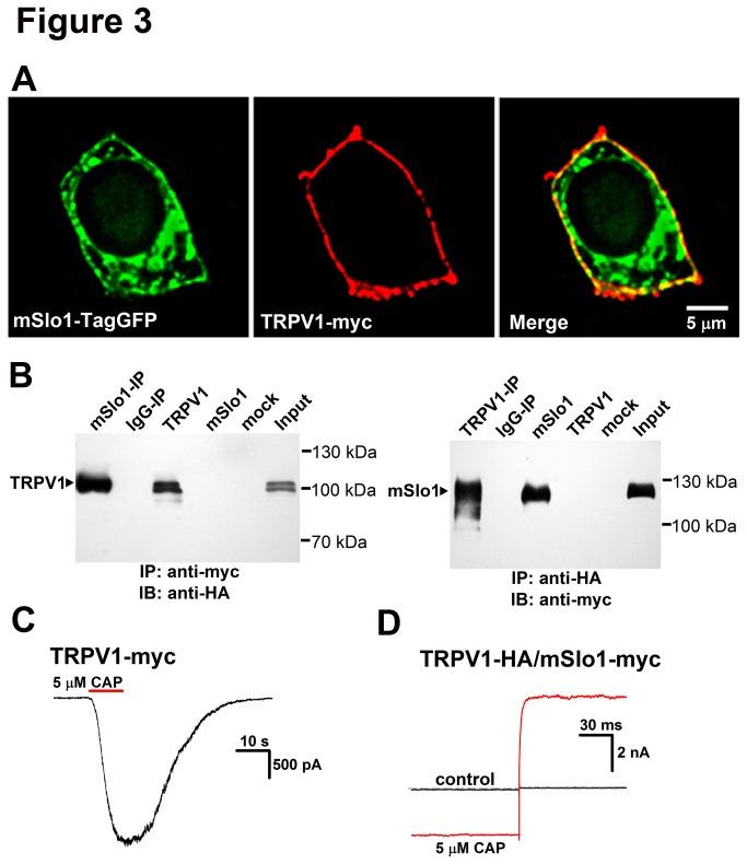 https://cdn.ncbi.nlm.nih.gov/pmc/blobs/c441/3797745/035d594995c4/pone.0078203.g003.jpg