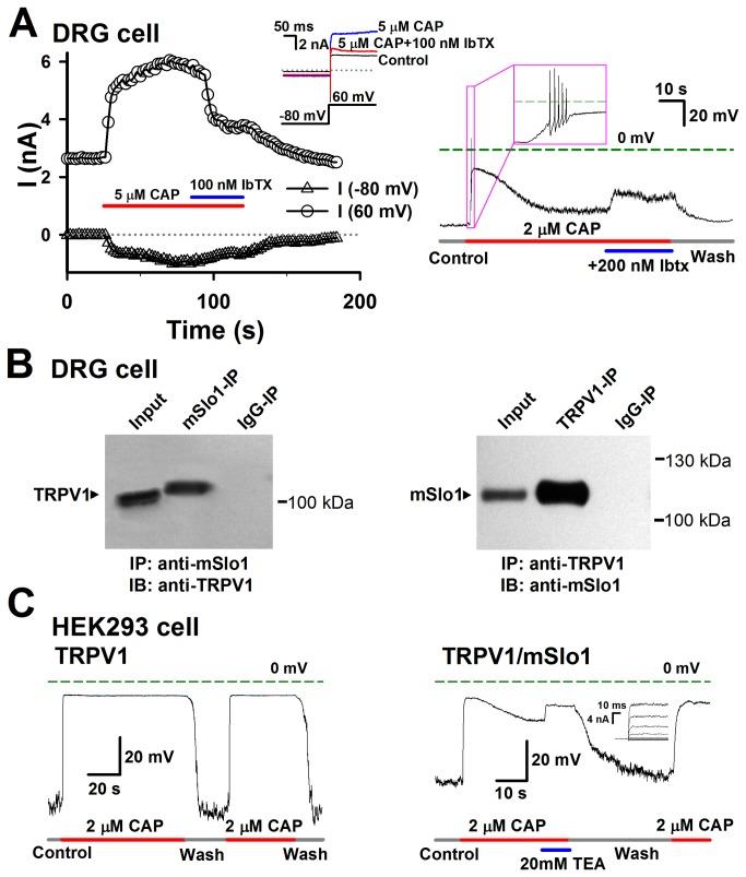 https://cdn.ncbi.nlm.nih.gov/pmc/blobs/c441/3797745/d33b644d84e5/pone.0078203.g005.jpg