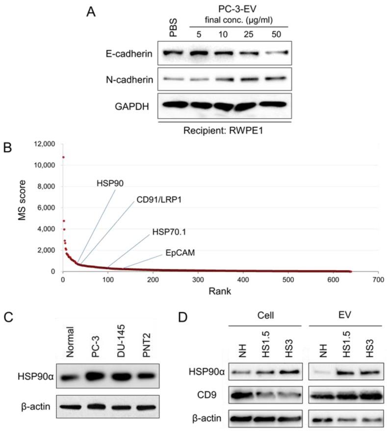 https://cdn.ncbi.nlm.nih.gov/pmc/blobs/c442/7140686/5100ee37a515/cells-09-00755-g001.jpg