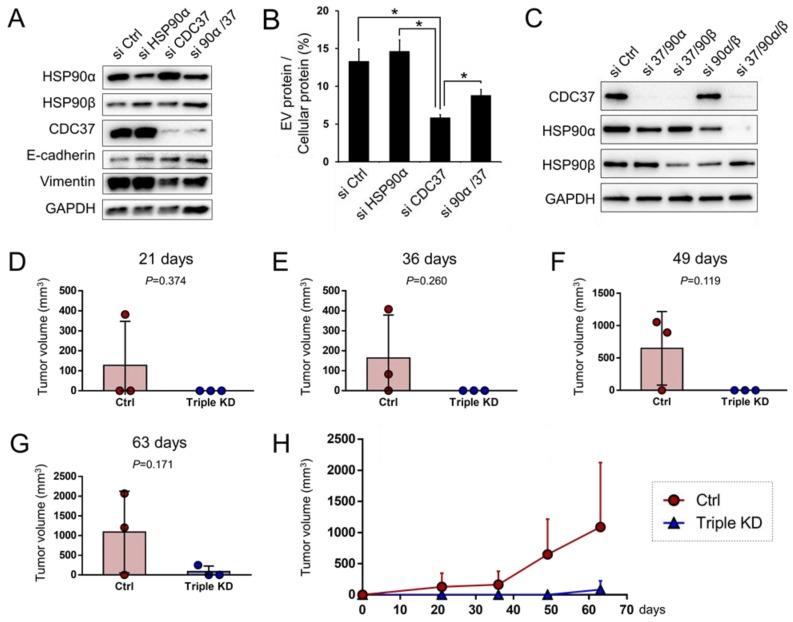 https://cdn.ncbi.nlm.nih.gov/pmc/blobs/c442/7140686/7f88b95036fa/cells-09-00755-g006.jpg