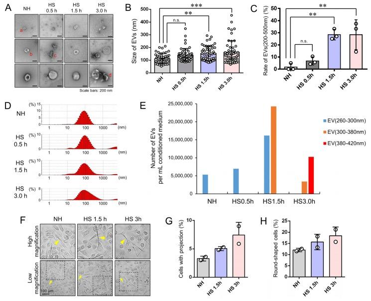 https://cdn.ncbi.nlm.nih.gov/pmc/blobs/c442/7140686/aaa7a26485b7/cells-09-00755-g002.jpg