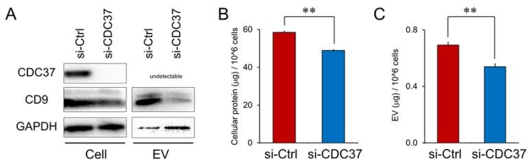 https://cdn.ncbi.nlm.nih.gov/pmc/blobs/c442/7140686/b39f8bb7dc2d/cells-09-00755-g005.jpg
