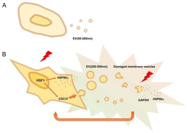 https://cdn.ncbi.nlm.nih.gov/pmc/blobs/c442/7140686/cf94e0048d34/cells-09-00755-g007.jpg