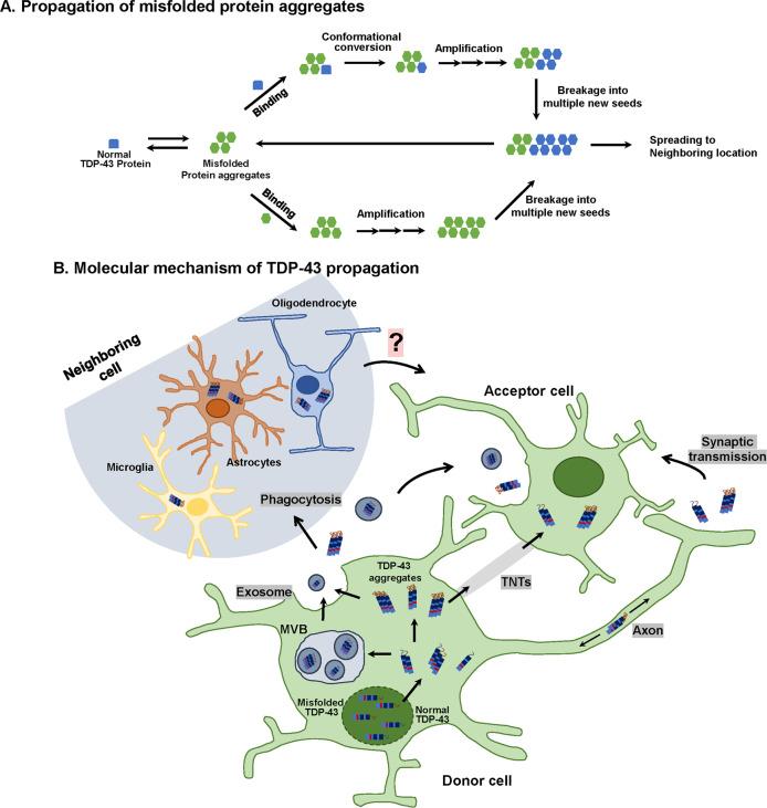 https://cdn.ncbi.nlm.nih.gov/pmc/blobs/c444/8080625/c8d8d3a6c7ca/12276_2020_513_Fig2_HTML.jpg