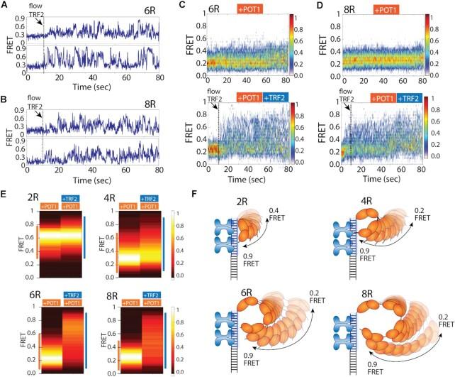 https://cdn.ncbi.nlm.nih.gov/pmc/blobs/c444/8643667/4f816152ac6c/gkab1123fig4.jpg