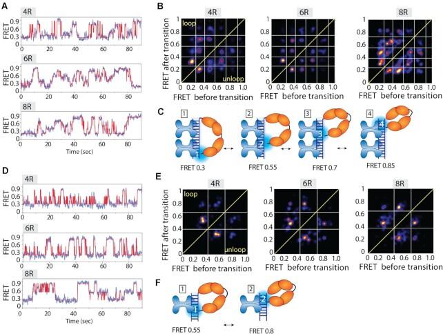 https://cdn.ncbi.nlm.nih.gov/pmc/blobs/c444/8643667/9505d3ada514/gkab1123fig5.jpg