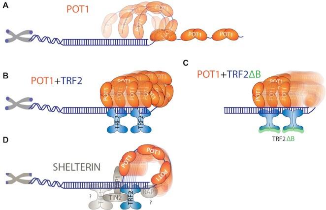 https://cdn.ncbi.nlm.nih.gov/pmc/blobs/c444/8643667/a2c604a7bc9a/gkab1123fig8.jpg
