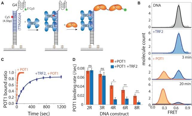 https://cdn.ncbi.nlm.nih.gov/pmc/blobs/c444/8643667/d32f1ff610aa/gkab1123fig7.jpg