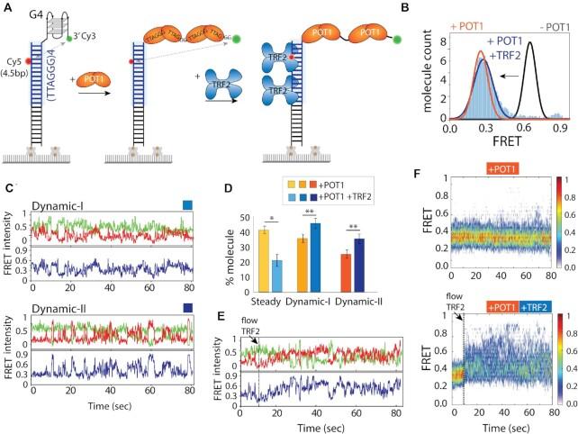 https://cdn.ncbi.nlm.nih.gov/pmc/blobs/c444/8643667/d5c788a58be4/gkab1123fig3.jpg