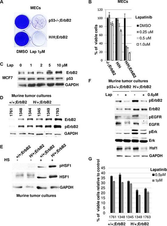 https://cdn.ncbi.nlm.nih.gov/pmc/blobs/c447/5351592/2d405f5e8f50/oncotarget-08-5823-g004.jpg