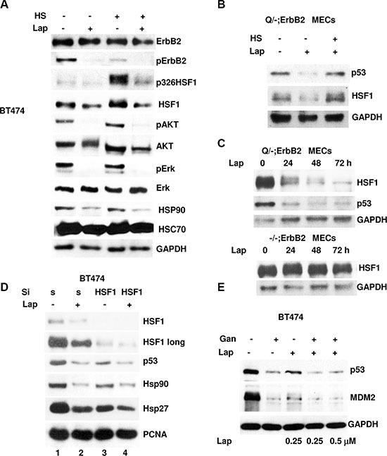 https://cdn.ncbi.nlm.nih.gov/pmc/blobs/c447/5351592/e9c847be6d7c/oncotarget-08-5823-g003.jpg