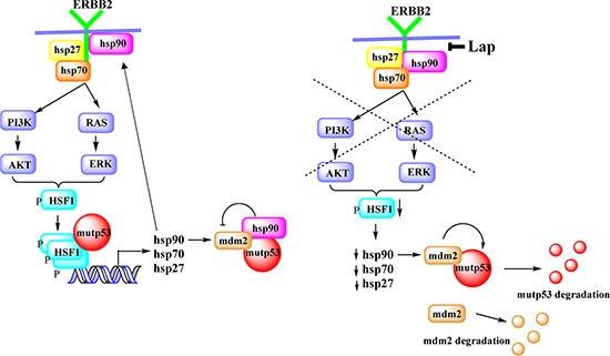 https://cdn.ncbi.nlm.nih.gov/pmc/blobs/c447/5351592/f2420ce71441/oncotarget-08-5823-g005.jpg