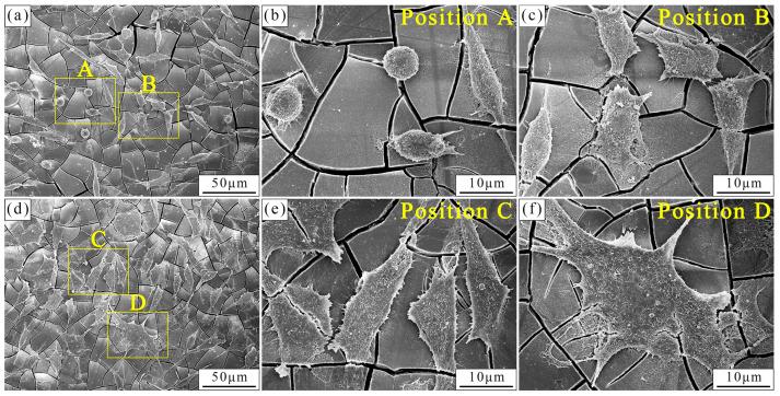 https://cdn.ncbi.nlm.nih.gov/pmc/blobs/c449/10971812/747ee8592053/materials-17-01297-g013.jpg