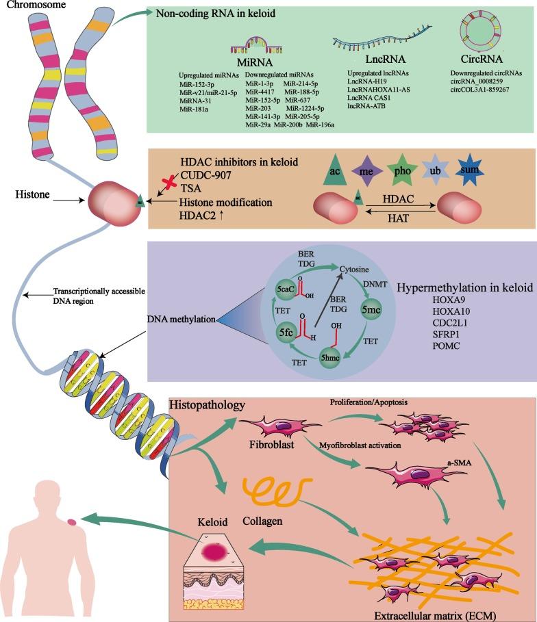 https://cdn.ncbi.nlm.nih.gov/pmc/blobs/c449/7690154/87e45e96774a/13148_2020_981_Fig2_HTML.jpg
