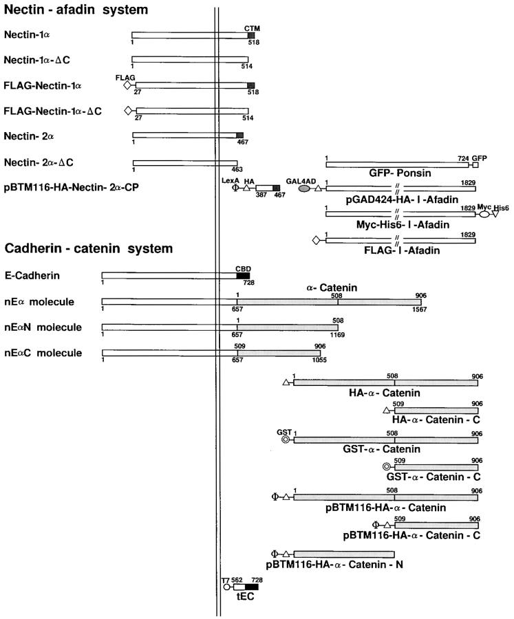 https://cdn.ncbi.nlm.nih.gov/pmc/blobs/c452/2175253/177b1c8072f6/JCB0003147.f1.jpg