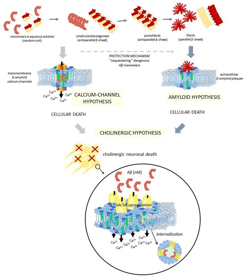 https://cdn.ncbi.nlm.nih.gov/pmc/blobs/c453/6657435/877100b896eb/fncel-13-00309-g002.jpg