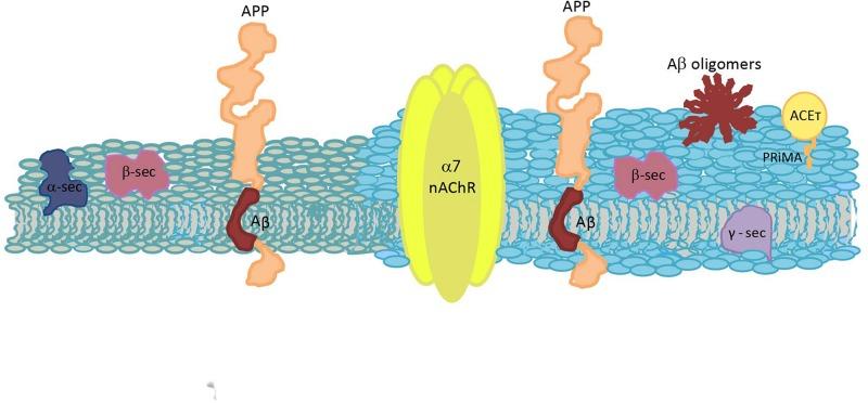 https://cdn.ncbi.nlm.nih.gov/pmc/blobs/c453/6657435/f52d090a4a7b/fncel-13-00309-g003.jpg