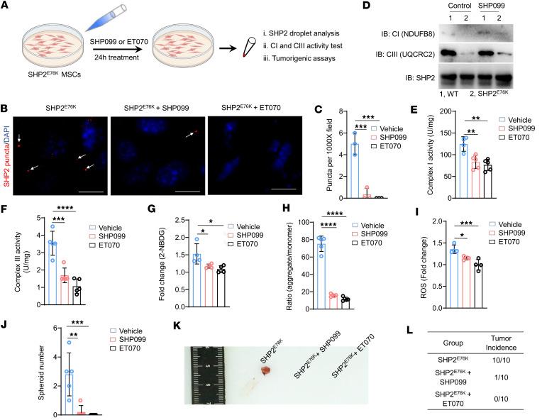 https://cdn.ncbi.nlm.nih.gov/pmc/blobs/c455/11141883/65a2504b627f/jciinsight-9-170340-g007.jpg
