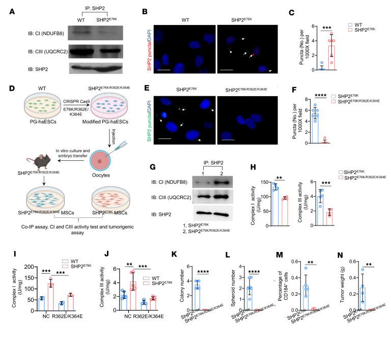 https://cdn.ncbi.nlm.nih.gov/pmc/blobs/c455/11141883/d11ab055e098/jciinsight-9-170340-g006.jpg