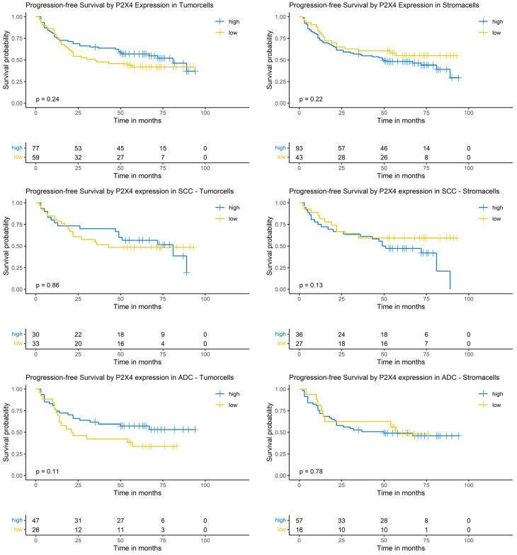 https://cdn.ncbi.nlm.nih.gov/pmc/blobs/c455/11987875/042c1c70a212/cancers-17-01142-g008.jpg