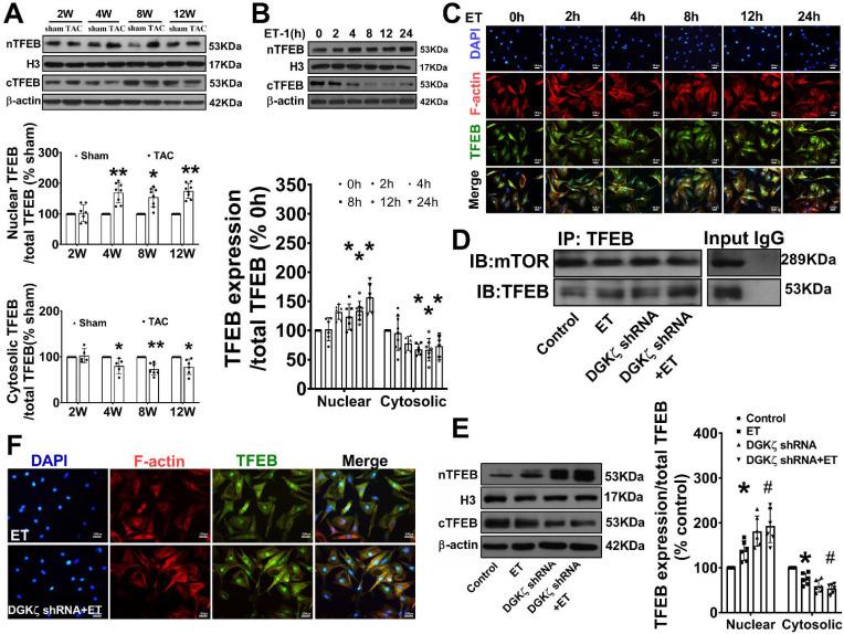 https://cdn.ncbi.nlm.nih.gov/pmc/blobs/c459/10797681/95ad88323bc7/ijmsv21p0439g007.jpg