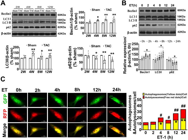https://cdn.ncbi.nlm.nih.gov/pmc/blobs/c459/10797681/f11837406606/ijmsv21p0439g001.jpg