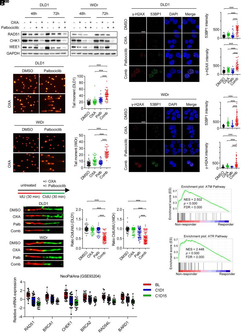 https://cdn.ncbi.nlm.nih.gov/pmc/blobs/c459/10861914/ec98bff9367e/pnas.2304619121fig06.jpg