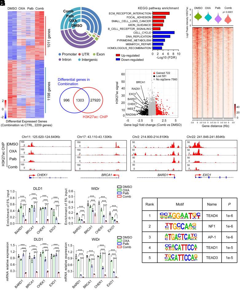 https://cdn.ncbi.nlm.nih.gov/pmc/blobs/c459/10861914/ee8646471aeb/pnas.2304619121fig04.jpg